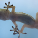 Illustration for article titled DARPAs Gecko-Inspired Gloves Let Anyone Climb Up Flat Walls